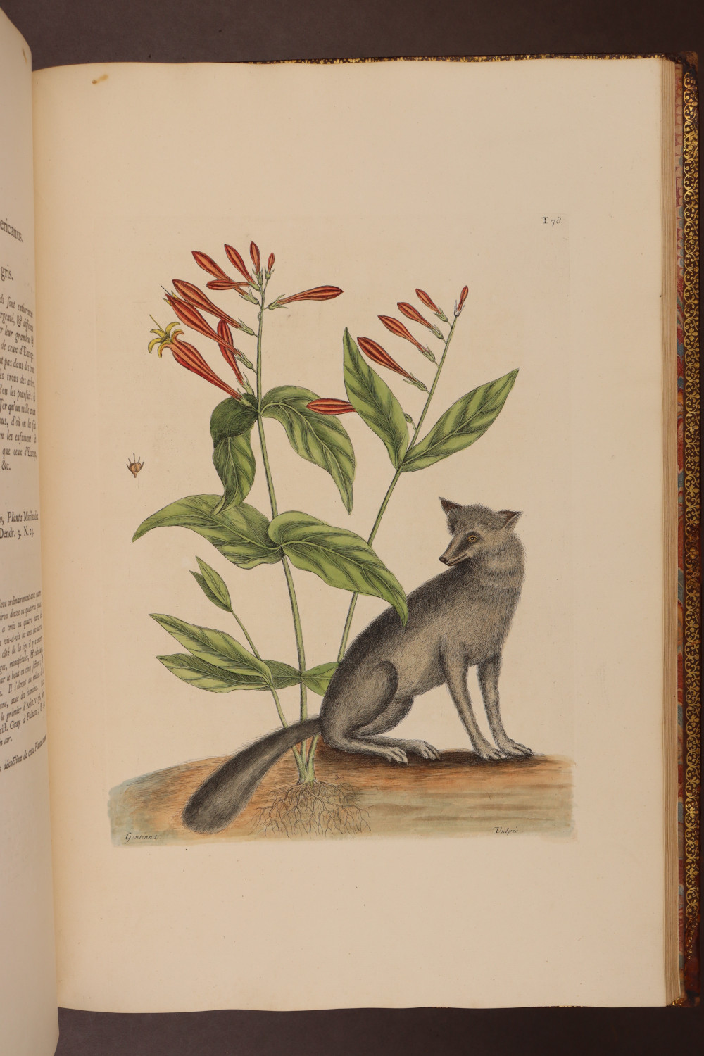 Plate 78